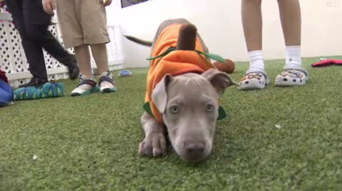 Count Barkula Halloween Festival connects families to shelter dogs in Dania Beach — WSVN 7 Broward, Paris Arts news